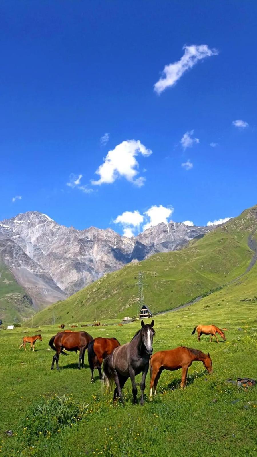 Mountain Flower Cottage Kazbegi Dış mekan fotoğraf
